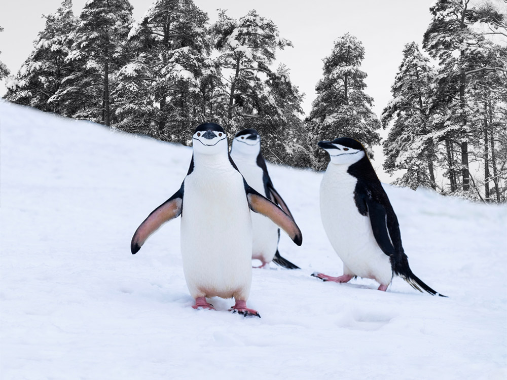 Even-Penguins-Need-Slip-Protection!